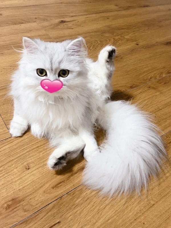 あみな☆どハマりするおっぱい☆